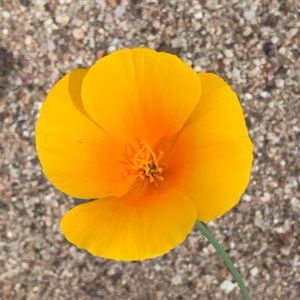 Meet your Posher, Rebekah